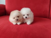 Pomeranian dişi