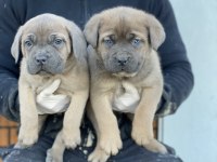 Cane corso cinsi köpek yavruları