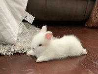 Sevimli Cüce Tavşan Yavru