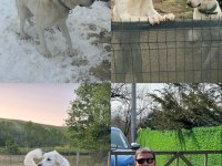 Şecereli Orjinal Akbaş Dişi Ve Erkek 3 Yaşında