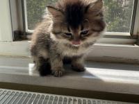 British longhair 2 aylık