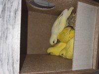 Muhabbet Kuşu Yavruları