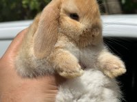 Safkan evcil yavru tavşanlar her ile gönderim var