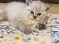 Blue Point Kedilerim Sahibini Arıyor