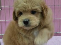 F2 Maltipoo Yavru Köpekler