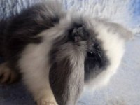 Teddy lop tavşanı yavrular 30 günlük