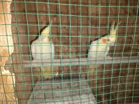 Çift Lutino Sultan Papağanı