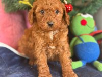 16 Yıllık İşletmeden Saf Kan Garantili Poodle Yavruları