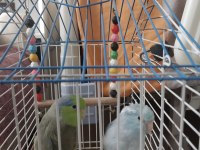 Çift forpus papağanı damızlık