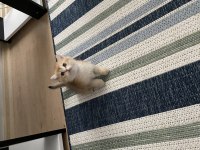 British Shorthair Golden Ny11 Yavrular