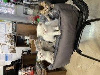 British Shorthair Yavruları