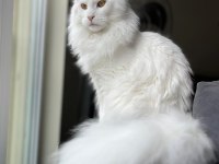 Safkan, Anne Ve Babası Şecereli Dişi Maine Coon **Uygun**