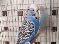 Uygun Eşe Hazır Verimli Damızlık Erkek Ve Dişi Kuşlar