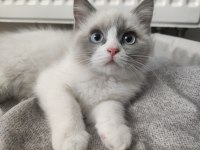 Mavi Gözlü Safkan Erkek Ragdoll Yavrusu