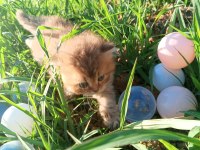 British Longhair Yavru Kediler