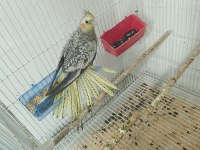 2 Aylık Evcil Yeme Düşmüş Sultan Papağanı Yavrular