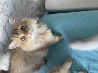 Safkan british longhair yavrularımı sahiplendiriyorum