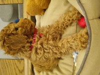 Dişi Aşıları Tam Tuvalet Eğitimli Özel Fiyat Son Hafta