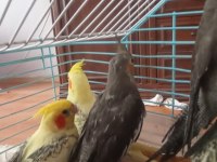 Ele alışkın 2 aylık erkek dişi wifi grey piet kuşlar mevcuttur