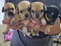 Chihuahua 1 Aylık Yavrularımız