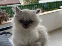 British longhair erkek