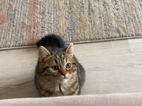 Dost Canlısı Erkek Avrupa Kedisi 6 Aylık