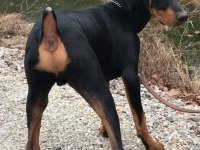 Sağlık ve ırk garantili doberman köpekleri