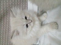 Safkan British Kediler Göz Bebeklerimiz