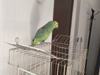 Full Evcil Amazon Papağanı