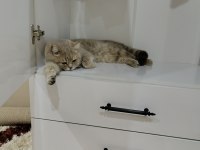 Kedimizi Güzel Aileye Sahiplendirmeyi Düşünüyoruz