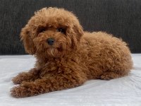 Mini boy toy poodle kızımız