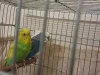 Klasik mavi erkek dalgalı yeşil dişi muhabbet kuşu