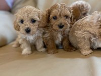 Ruhsatlı işletmeden garantili maltipoo bebekler