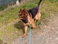 A Şecere Alman Kurdu