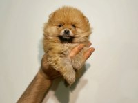 Üst kalite pomeranian bebeklerimiz