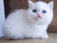 Safkan Yavru Kedilerimiz