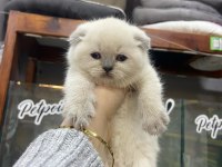 2 Aylık Scottish Fold Shorthair Yavru Kedilerimiz