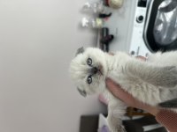Scottish Fold Blue Point Yavrularım