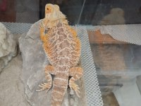 Sakallı Ejder Erkek