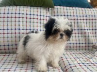 Mini Boy Maviş Şitsu Kızımız