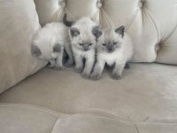 British Blue Point Yavrular Ve Scottish Yavrular