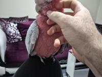 Gül Kakadu İçin Açıklamayı Okuduktan Sonra İletişime Geçebilirsiniz