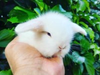 Hollanda Lop Tavşanları