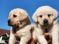 A Kalite Labrador Yavrularımız