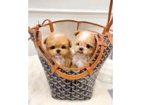 Toy Poodle Köpeği 2 Aylık
