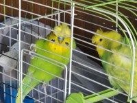 Hazır eş yavru garantili muhabbet kuşları