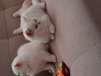 Ny1233 Erkek 3 Aylık Aşılar Ve Kum Parazit Tamam Kediler