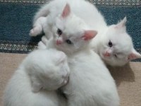 Tatlı kedimiz olgamı kim ister