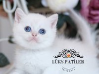 Beyaz melek silver british shorthair ns133
