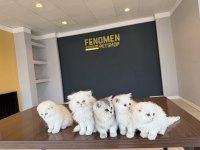 En Güzel Brıtısh Shorthair Yavruları Renk Renk Ankara